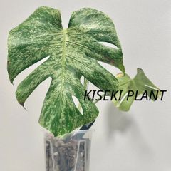 超希少】モンステラレガシーMonstera Legacy Variegata☆ - メルカリ
