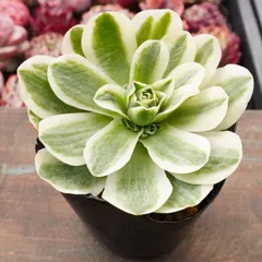 アエオニウム【グリーノビア錦 1】斑入り　韓国多肉　お買い得