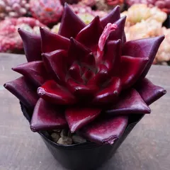 30%OFF！【熟柿（ホンシ）】エケベリア　韓国多肉　真っ赤　人気種