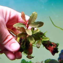 ホシクサ・クチホワイト 水中葉1株 アクアリウム 水草 - メルカリ