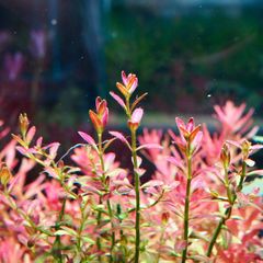 ホシクサ・クチホワイト 水中葉1株 アクアリウム 水草 - メルカリ