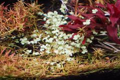 ホシクサ・クチホワイト 水中葉1株 アクアリウム 水草 - メルカリ