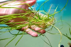 ホシクサ・クチホワイト 水中葉1株 アクアリウム 水草 - メルカリ