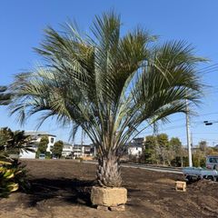 特大 ココスヤシ 庭木 全長6メートル カナリー ワシントン サバル 蘇轍