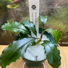 【AJタグ付・お値打ち株A】ブセファランドラ sp. 