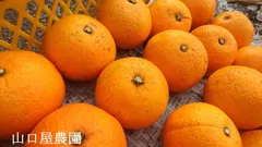 ☆★今季ラスト！！ 木成り普通八朔  Sサイズ  箱込約9.5kg★☆ 因島産【農薬：栽培期間中不使用】 防腐剤無 訳あり 山口屋農園 ☆送料無料☆