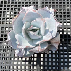 【新入荷｜送料込】エケベリア　韓国苗　カンテ　多肉植物｜ポコ多肉　p_3805