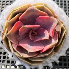 【新入荷｜送料込】エケベリア　韓国苗　ウエストレインボー錦　多肉植物｜ポコ多肉　p_3806