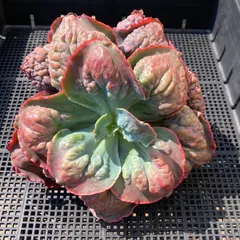 【新入荷｜送料込】エケベリア　韓国苗　パープルスプリングドリーム　超特大　多肉植物｜ポコ多肉　p_3809