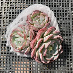 【新入荷｜送料込】エケベリア　韓国苗　ブライトラブ群生　大苗　多肉植物｜ポコ多肉　p_3813