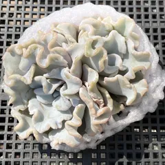 【新入荷｜送料込】エケベリア　韓国苗　クリスペートビューティ群生　多肉植物｜ポコ多肉　p_3814