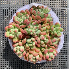 【新入荷｜送料込】エケベリア　韓国苗　パーフェクトフェアリー群生　大苗　多肉植物｜ポコ多肉　p_3816