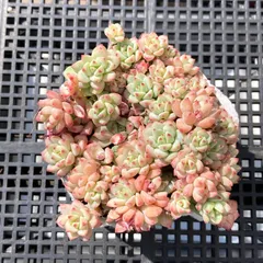 【新入荷｜送料込】エケベリア　韓国苗　キャラメルスプライト群生　多肉植物｜ポコ多肉　p_3818