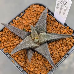 ハオルチオプシス　ソルディダ　肉厚幅広短葉　実生株 ハオルチオプシス ソルディダ 肉厚幅広短葉 実生株 - メルカリ
