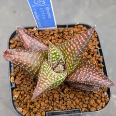 Aloe latifolia RSA (Transvaal) 極太 Aloe latifolia RSA (Transvaal) 極太 子株 - メルカリ