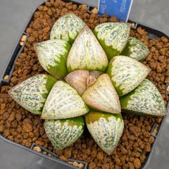 多肉植物 ハオルチア コンプト錦 極上株 - メルカリ