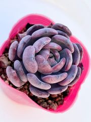 多肉植物 ブラックココ 韓国苗 - メルカリ 多肉植物 ブラックココ 韓国苗 - メルカリ