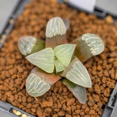 77c 多肉植物 ハオルチア 巨骨舌コレクタ錦 自家繁殖 鉢植え発送