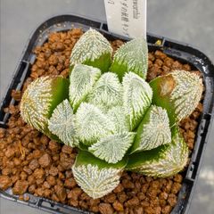 多肉植物 ハオルチア 氷魂オブツーサ錦 親株 10.5x10.5cm鉢 - メルカリ