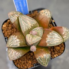 85a 多肉植物 ハオルチア 実生コレクタ 自家繁殖 鉢植え発送 - メルカリ