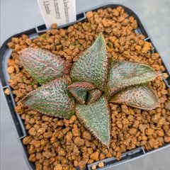 105f 多肉植物 ハオルチア 彩黒蝶龍錦糊斑 自家繁殖 鉢植え発送 - メルカリ