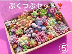 ⑤ ぷくつぶセット❣️寄せ植えセット　カット苗　ピンク多肉　多肉弁当　美人　エケベリア　セダム　パキフィツム　チーズ　韓国苗入り