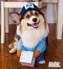 【ハロウィン/コスプレ】ペット服 なりきりコスチューム フード付き 犬猫兼用 中型犬 大型犬 猫 おもしろ 可愛い 写真映え プレゼント ギフト