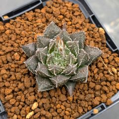 多肉植物 ハオルチア リビダ カキコ - メルカリ