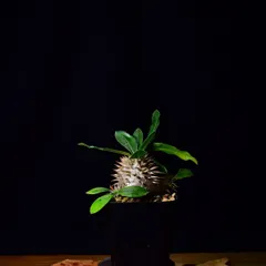 3ZB 実生 パキポディウム エニグマチカム Pachypodium enigmaticum コーデックス 塊根植物 観葉植物 多肉植物のサムネイル