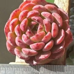 ノーメイク×レッドベルベット❣️札付き❗️多肉植物　抜き苗