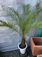 ソテツ（蘇鉄）Cycas revoluta【優良株】※メルカリ便発送 - メルカリ