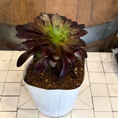 多肉植物 アエオニウム ハロウィン 綴化 ① - メルカリ
