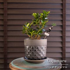 パンダガジュマル 7号 陶器鉢 ピック付 観葉植物 ガジュマルの木 多幸