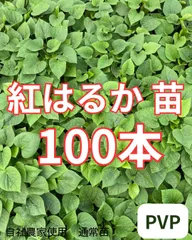 【予約受付中】紅はるか苗　100本　5月中旬から順次発送