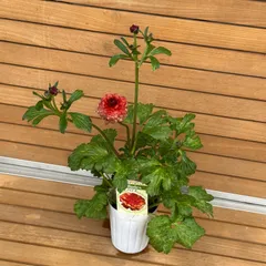 【hiroakin様専用】① ラナンキュラス ラックス 2ポットセット ハデス ヘラ