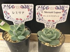 命名株いろいろ5種セット 札なし ポットごと発送 - メルカリ