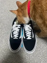 VANS オールドスクール