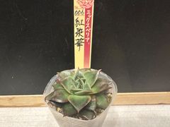 札付き！　希少種！　綺麗に成長！　ミックスベリア　珊瑚の花　抜き苗 ミックスベリア 珊瑚の花 抜き苗 エケベリア 多肉 おらいさん 札は付き