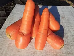 おいしいと評判のにんじん　訳あり　クール便でお届け　規格外　有機ＪＡＳ　10ｋｇ　やわらかく色濃いめ甘みの強い品種　ジュースに　そのやま農園のサムネイル