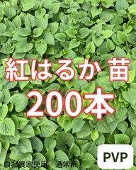 【予約受付中】紅はるか苗　200本　5月中旬から順次発送