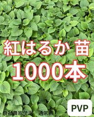 komkom】紅はるか苗　1000本　5月下旬から順次発送｜ komkom様専用】紅はるか苗 1000本 5月下旬から順次発送｜ - メルカリ