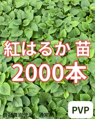 【予約受付中】紅はるか苗　2000本　5月中旬から順次発送