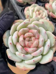 新入荷 チョウソウシ×10株 CY1572抜き苗 多肉植物　詰め合わせ アエオニウム エケベリア サボテン 韓国苗
