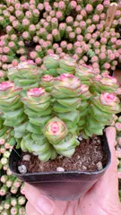 新入荷 ゼニツナギニシキ×50株 Z5176抜き苗 多肉植物　詰め合わせ アエオニウム エケベリア サボテン 韓国苗
