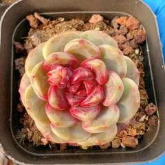 新入荷 アメジストグレープシュガー×50株 Z5182抜き苗 多肉植物　詰め合わせ アエオニウム エケベリア サボテン 韓国苗
