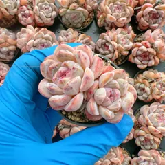 新入荷 ポメグラネートスタシャドウ×50株 Z5190抜き苗 多肉植物　詰め合わせ アエオニウム エケベリア サボテン 韓国苗
