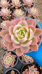 新入荷 ピンクベラニシキ×24株 Z5203抜き苗 多肉植物　詰め合わせ アエオニウム エケベリア サボテン 韓国苗
