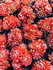 新入荷 コウホウセキグン×50株 Z5188抜き苗 多肉植物　詰め合わせ アエオニウム エケベリア サボテン 韓国苗
