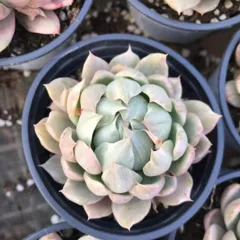 新入荷 シロウマリアニシキ×24株 Z4949抜き苗 多肉植物　詰め合わせ アエオニウム エケベリア サボテン 韓国苗
