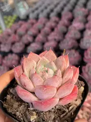 新入荷 カジン×24株 Z4976抜き苗 多肉植物　詰め合わせ アエオニウム エケベリア サボテン 韓国苗
